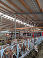 Zemědělská farma - kravín i s telaty
