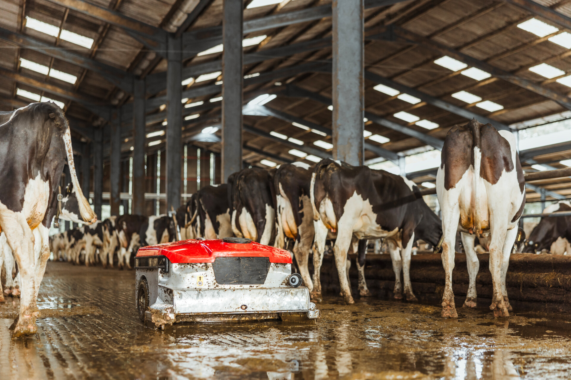 Lely Discovery Collector