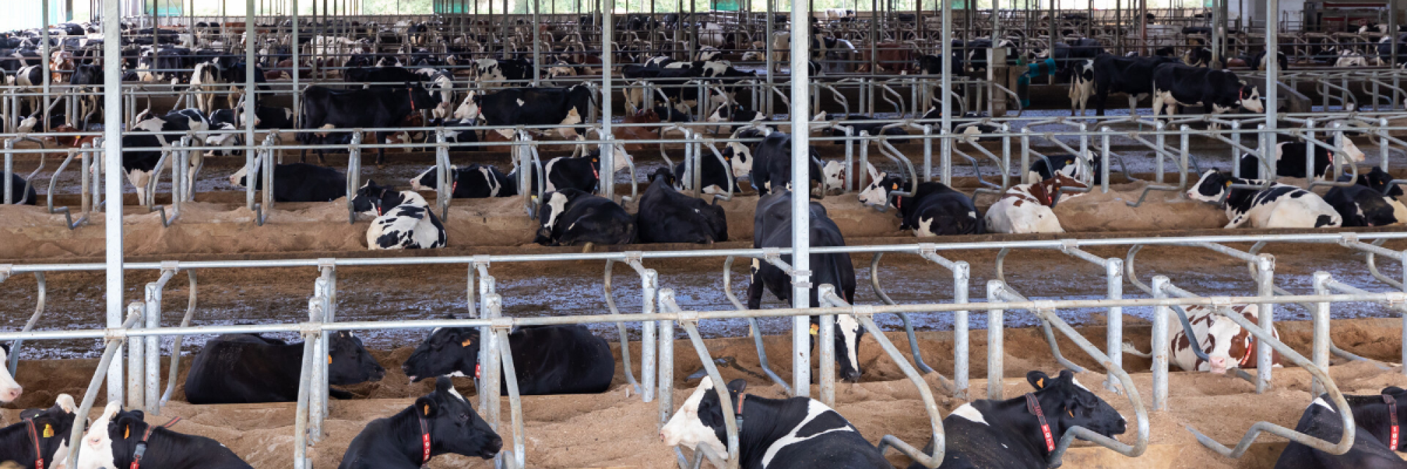 Principy Dairy XL