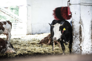 Drbadlo v provozu na mléčné farmě