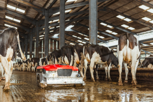 Lely Discovery Collector – z provozu