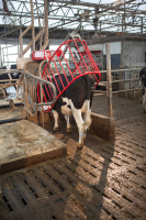 Lely Cosmix