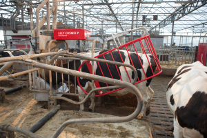Lely Cosmix