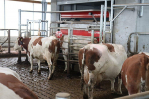 86a04824-1610355345-cs-horacek-lhoty-stajove-technologie-lely-agropartner-sobeslav-dojici-robot-lely-astronaut.jpeg