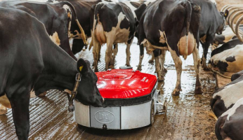 ce0cc35b-free-cow-traffic-rg.jpg-900x520-q70-crop-smart-subsampling-2-upscale.jpeg