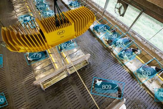Lely Zeta – AI monitoring krav a dění ve stáji