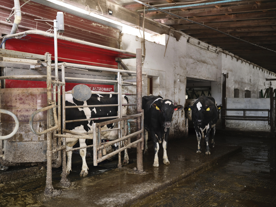 Farma Herot – robotická stáj