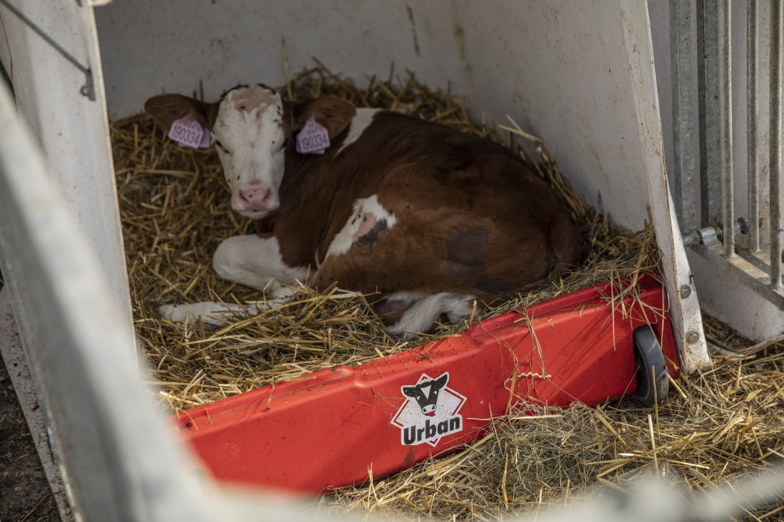 Boudy pro telata Calf-Tel