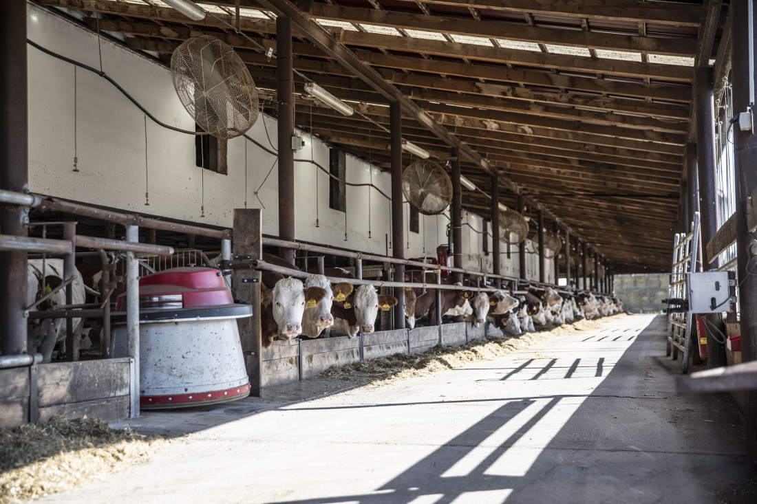 Farma Klíč – farma v Božicích