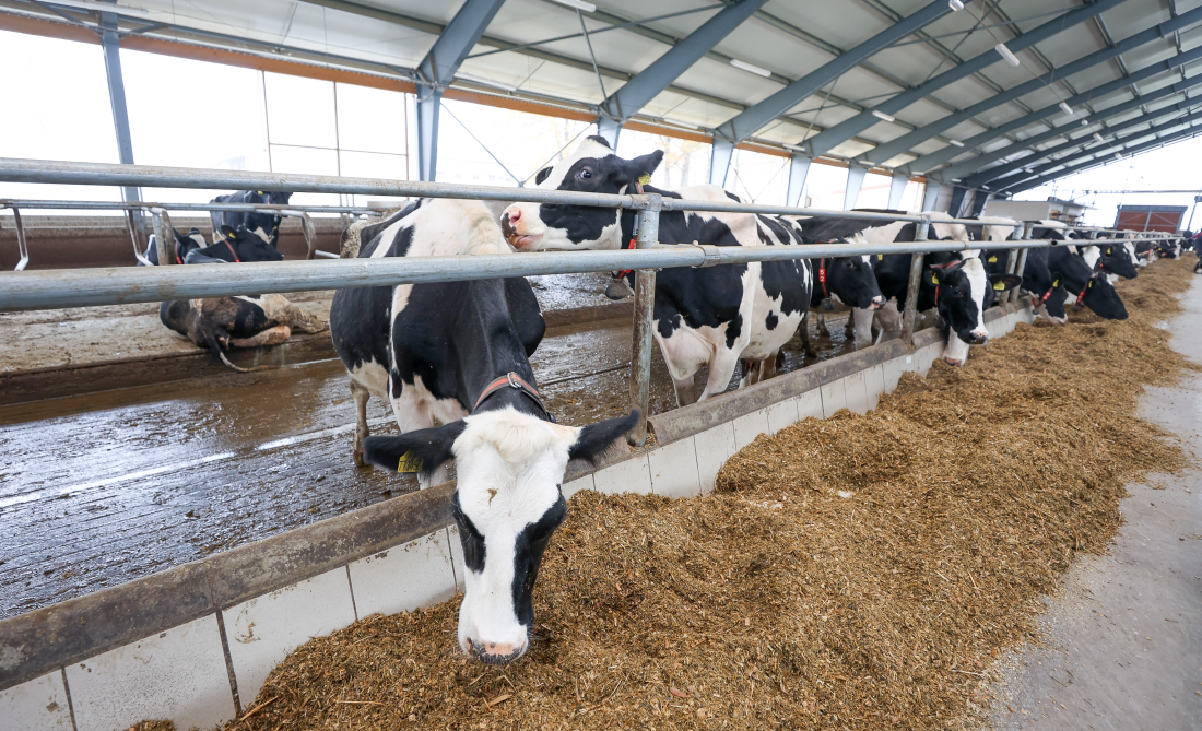 Farma Chvalovice – stájová technologie