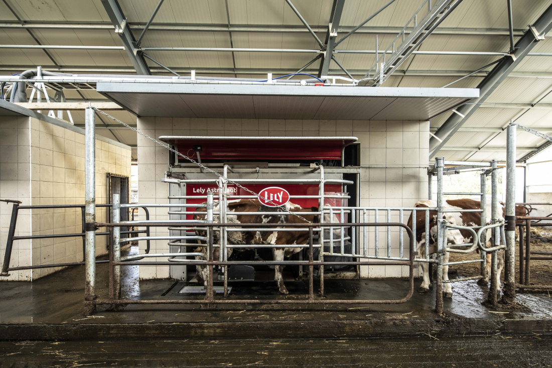 Farma Drhovy – robotické dojení