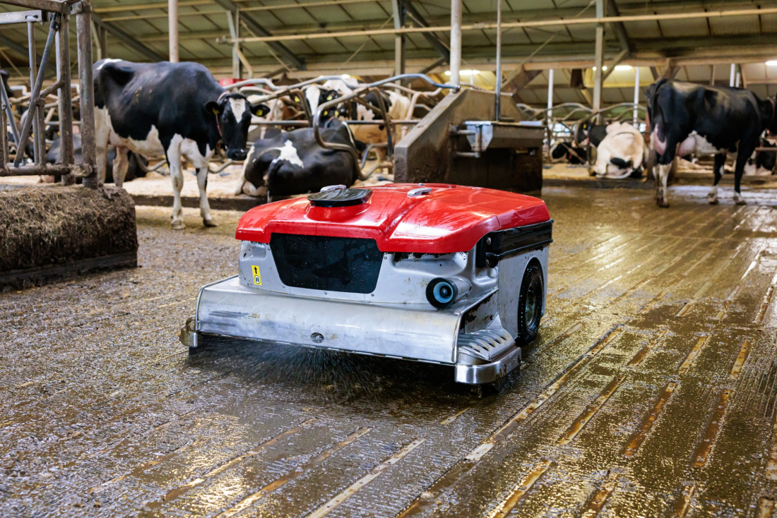 Lely Discovery Collector se pohybuje mezi kravami ve stáji