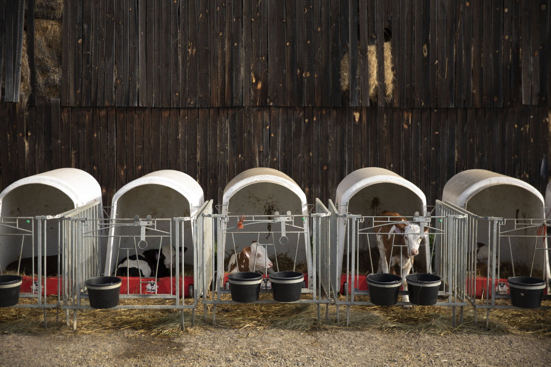 Boudy pro telata Calf-Tel