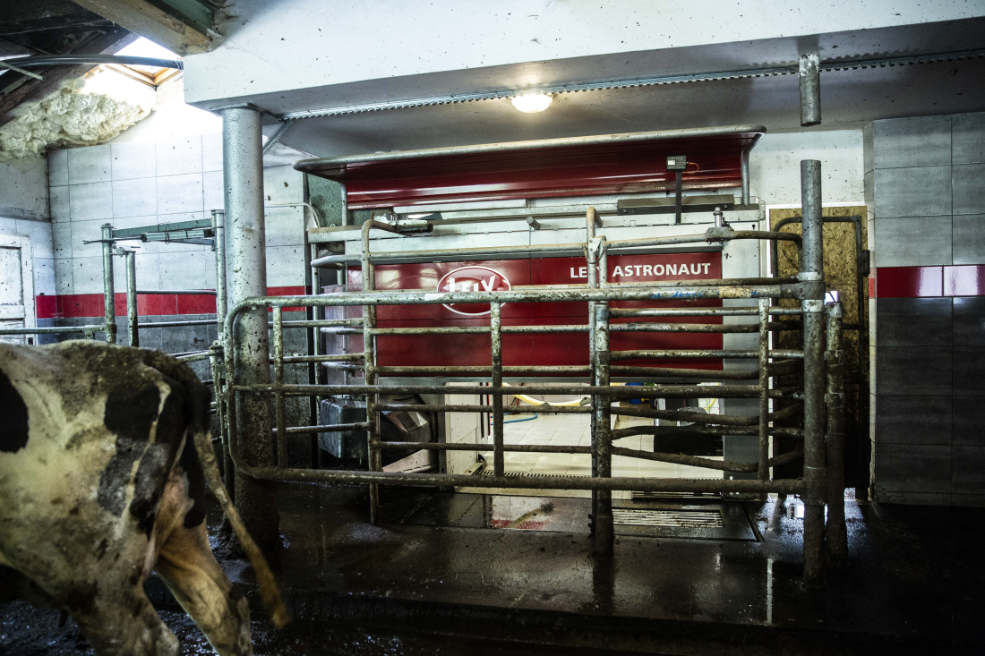 Lely Astronaut A4 na farmě Leoše Řezníčka