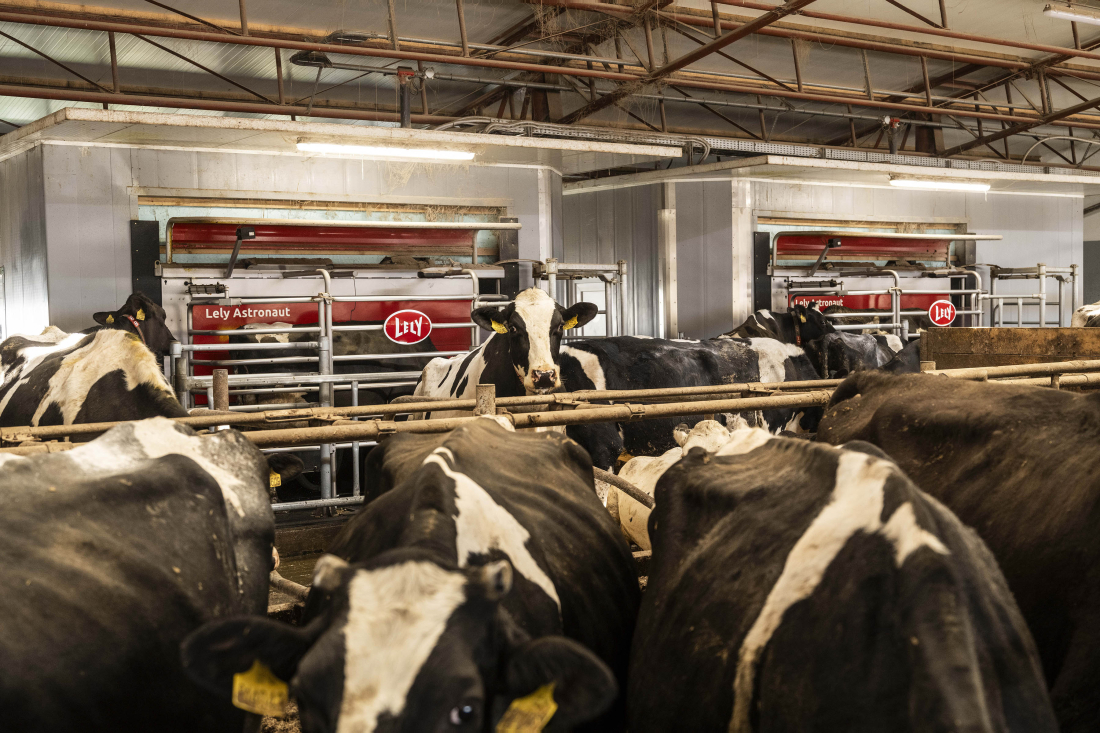 Farma Dobrkov – robotické dojení