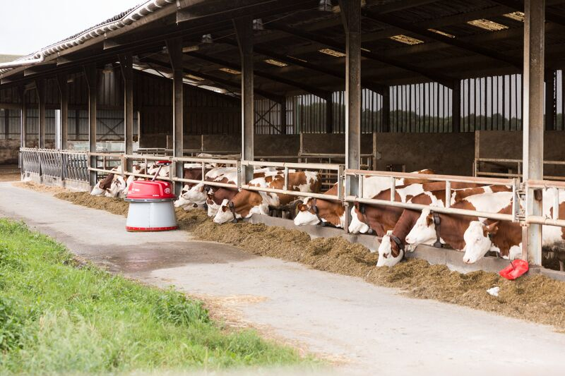 Lely Juno při automatickém přihrnování krmiva