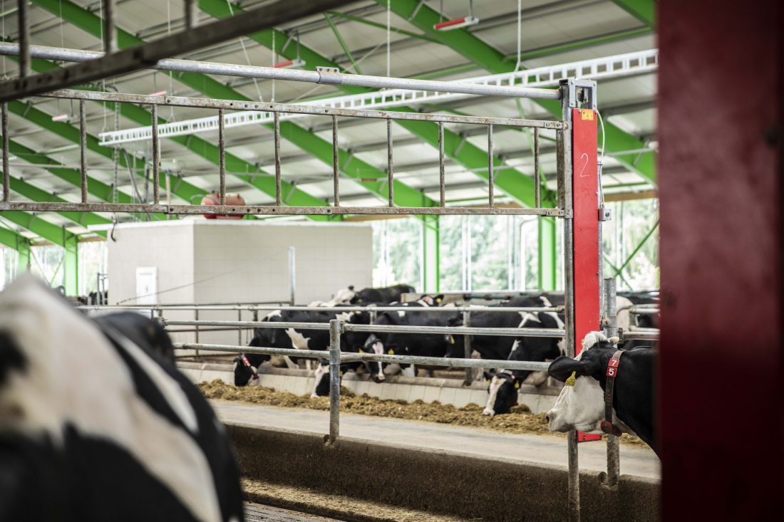 HOD Dolní Heřmanice – robotické dojení