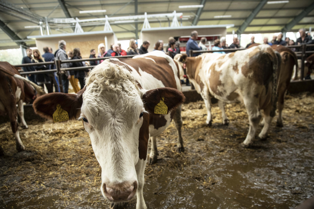 Farma Drhovy – robotické dojení