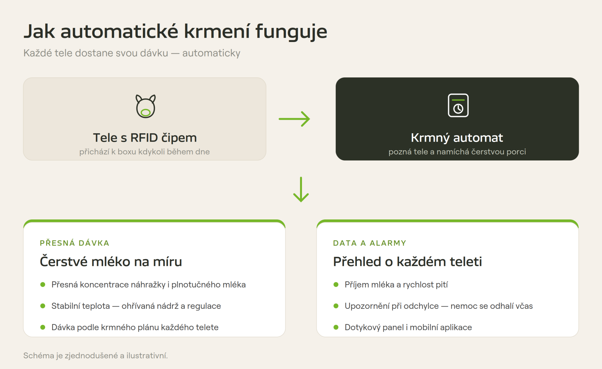 Infografika: schéma automatického krmení telat s RFID identifikací