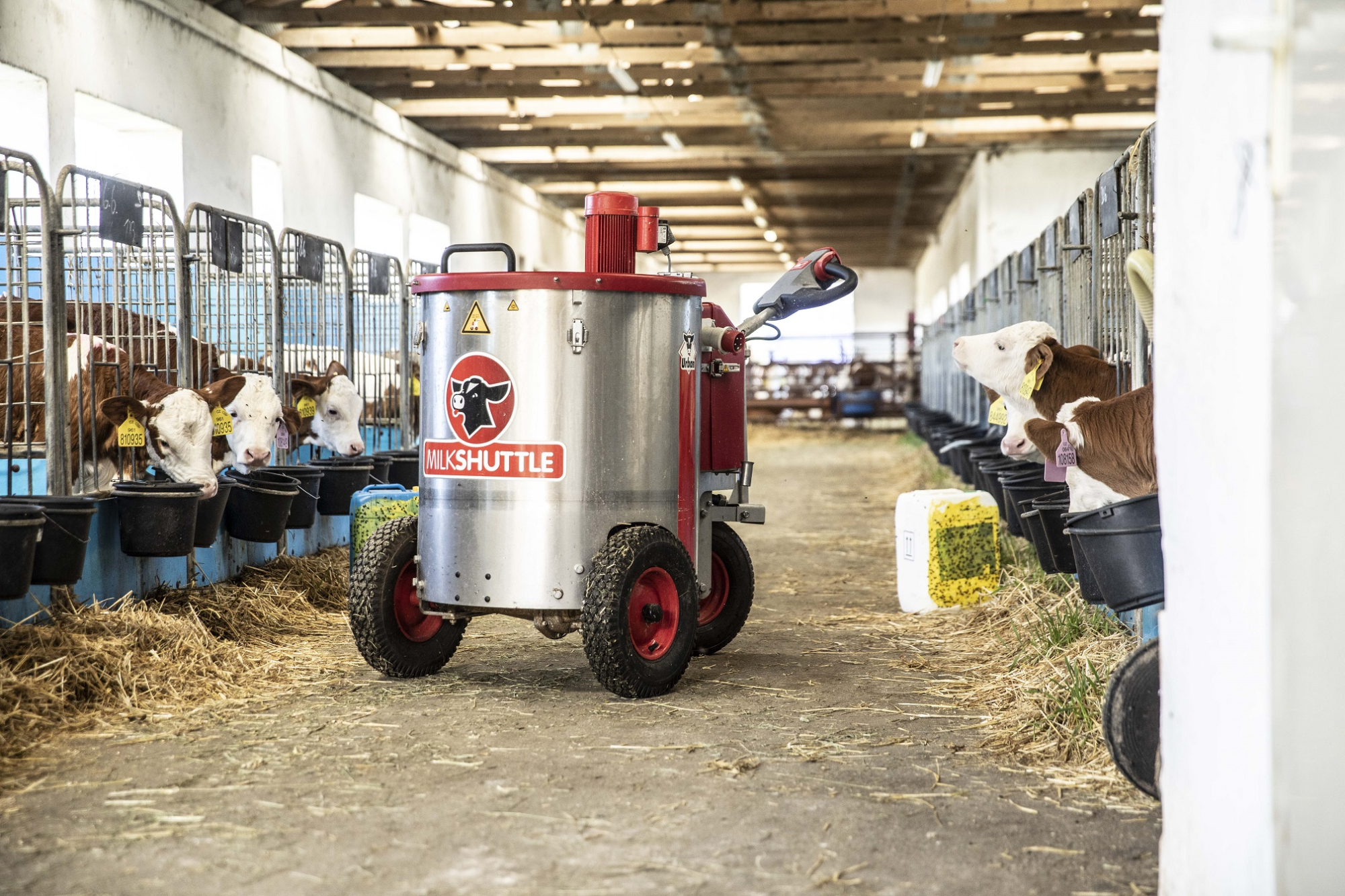 Mobilní krmný vozík MilkShuttle při krmení telat