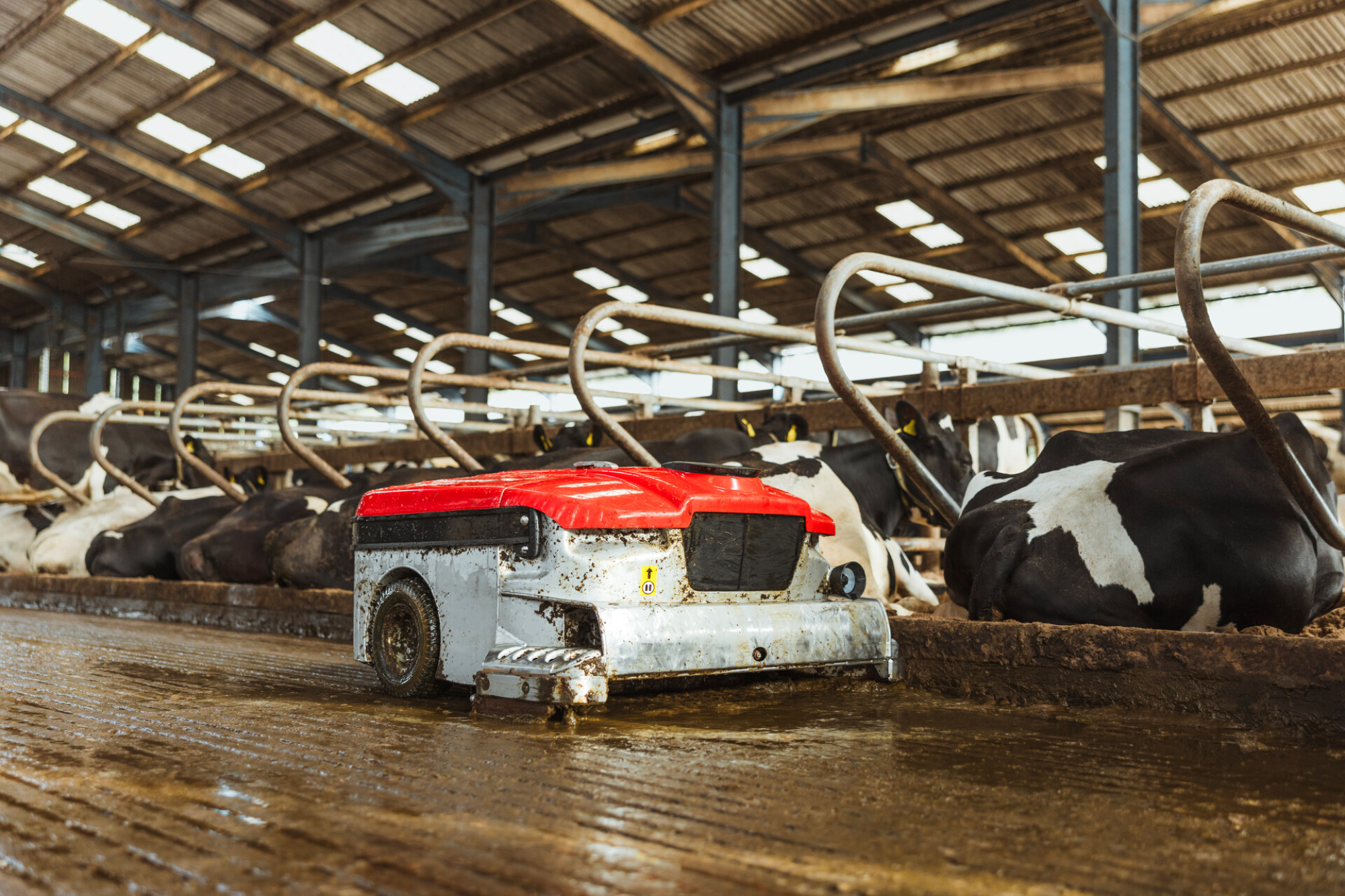 Lely Discovery Collector čistí podlahu ve stáji
