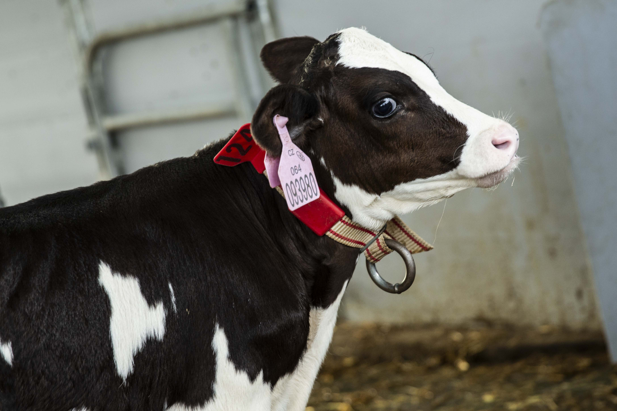 Boudy pro telata Calf-Tel