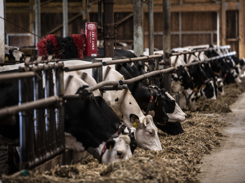 AGROSEV Červená Řečice – robotická stáj